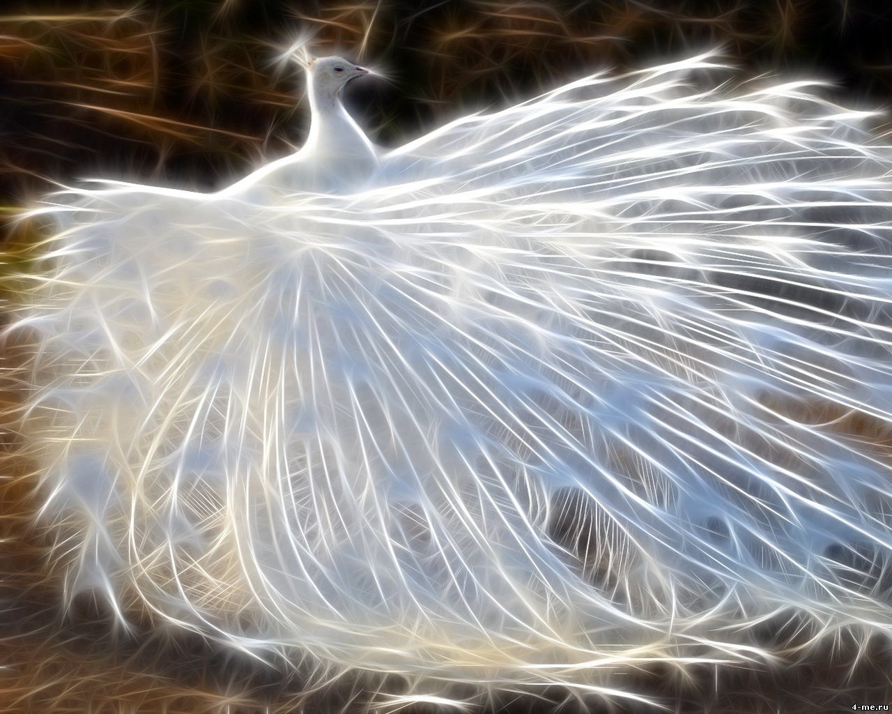 Рисунок павлина из бисера